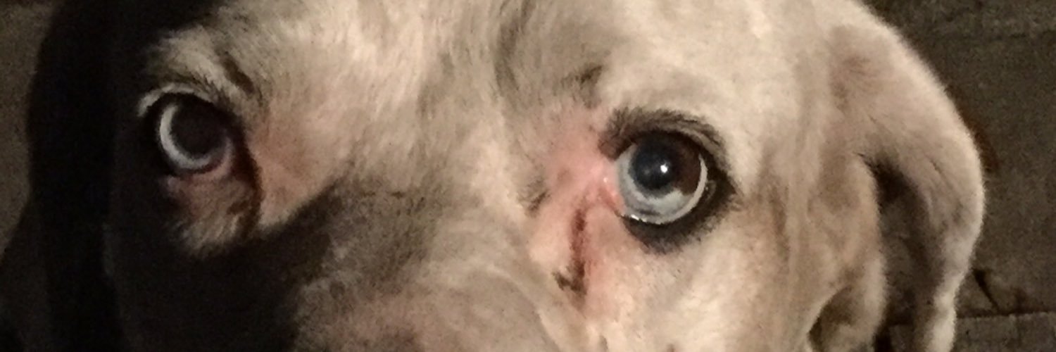 PoliticalBee's profile banner image