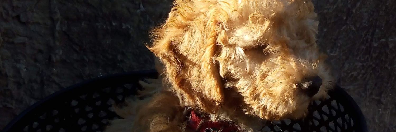Brendix_Linx's profile banner image