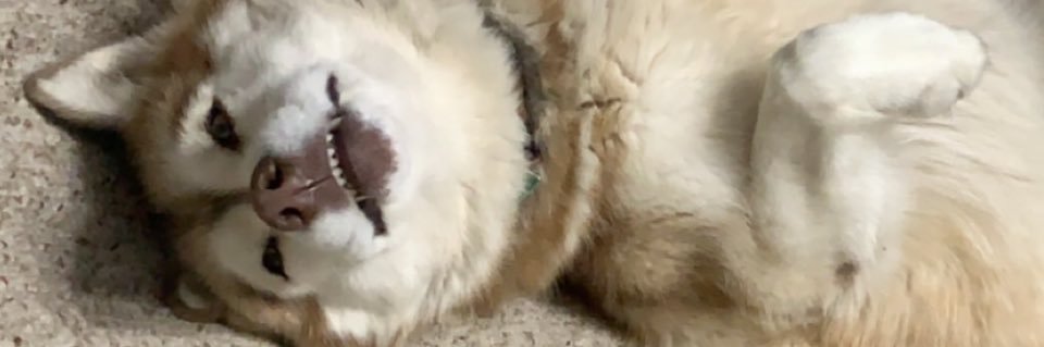 Nattyismm's profile banner image