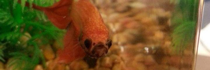 MiseryShadowz's profile banner image
