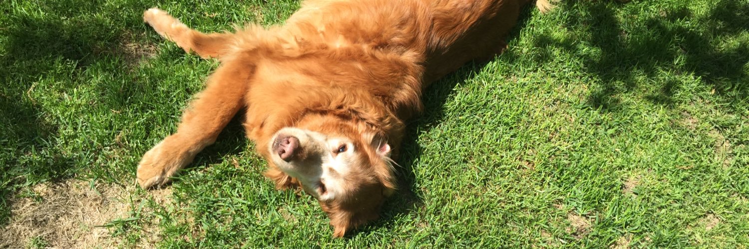 Gingerhobbitz's profile banner image