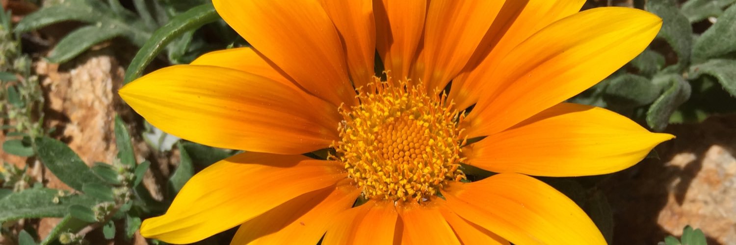 JamiLula's profile banner image