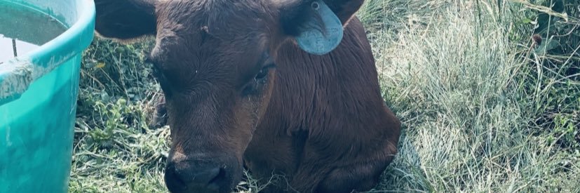bitchiebecca's profile banner image