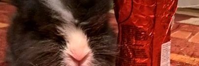 bote_carmen's profile banner image