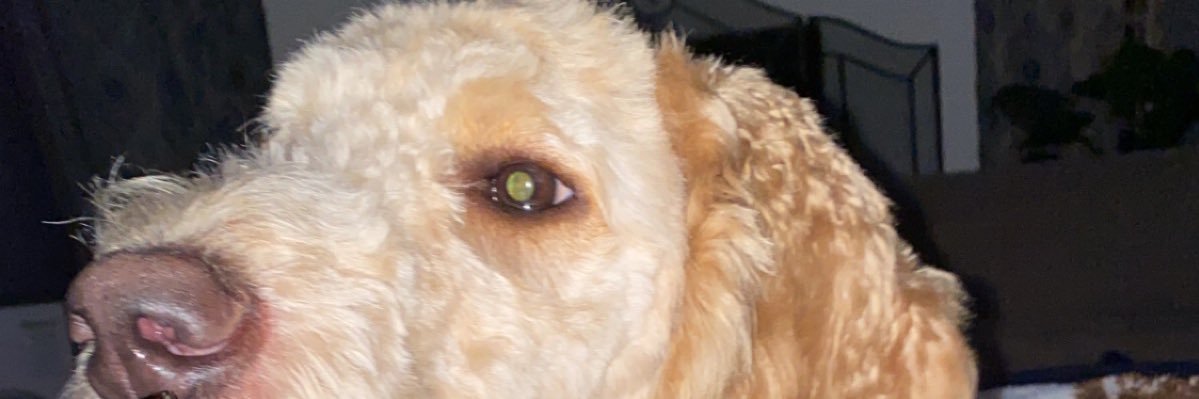 randagtfo's profile banner image