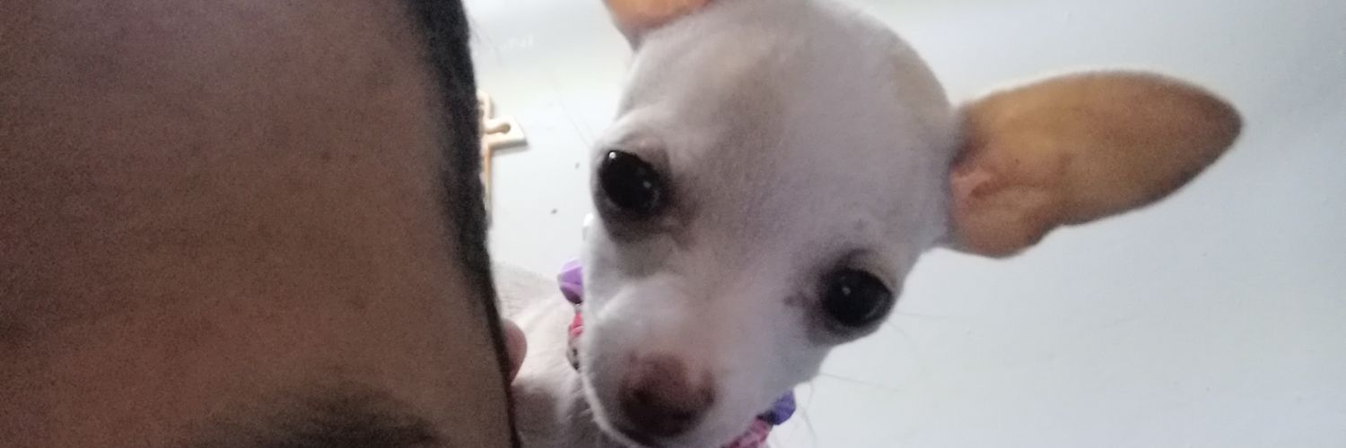 teddypocket's profile banner image