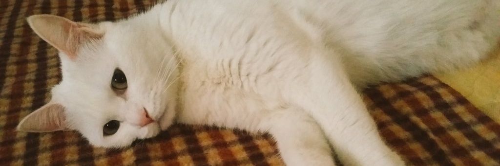 강라푸토르 banner