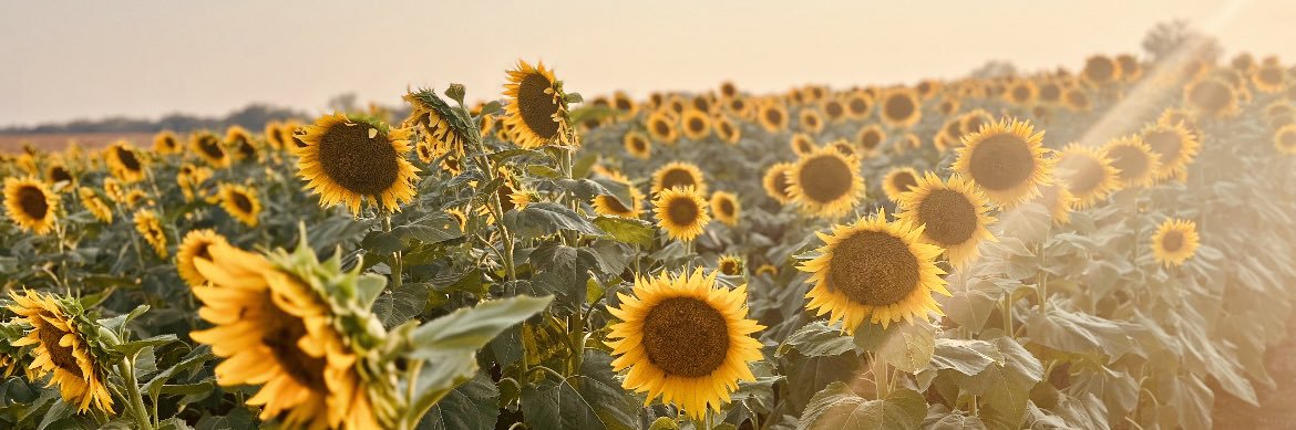 Brianne Phillips banner