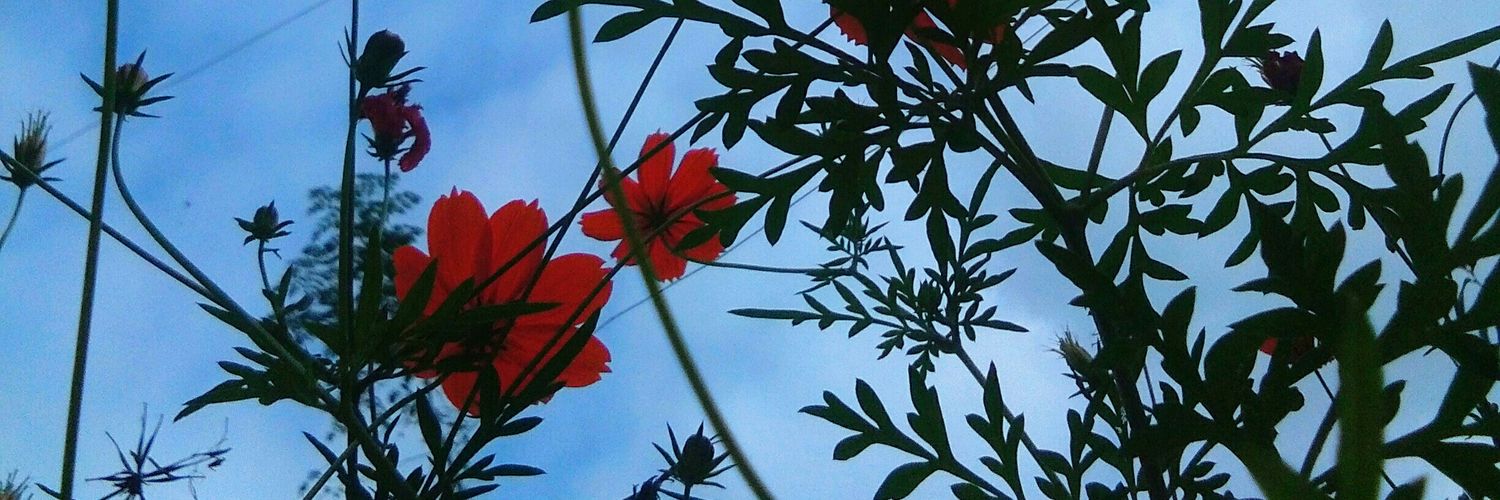 dianebonina's profile banner image