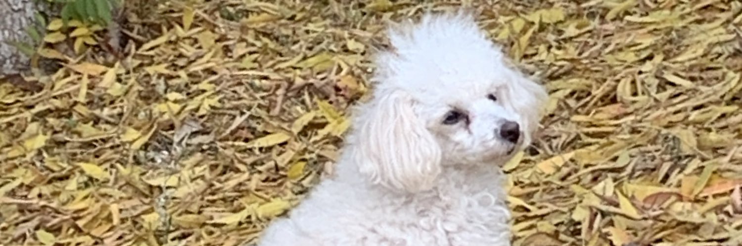 ptvashleey's profile banner image