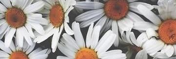 alixfior's profile banner image