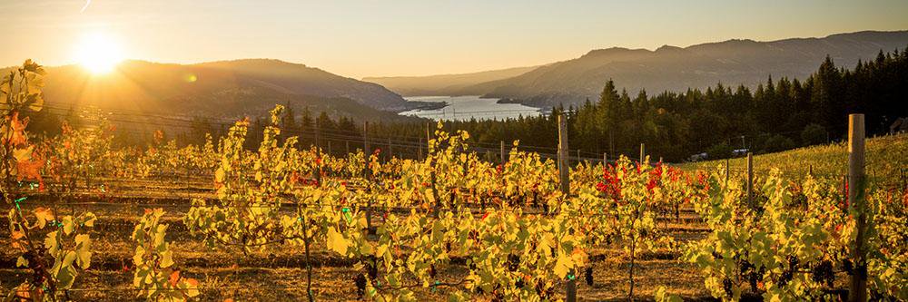 FlumeVineyard's profile banner image