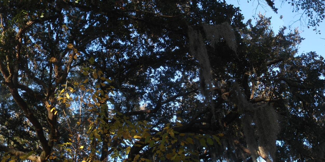 Topaz_Diem's profile banner image