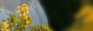 غصــ🍃ــون 🍃 banner