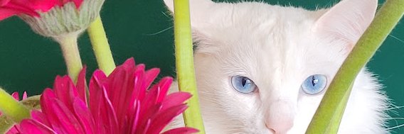 MarliGo's profile banner image