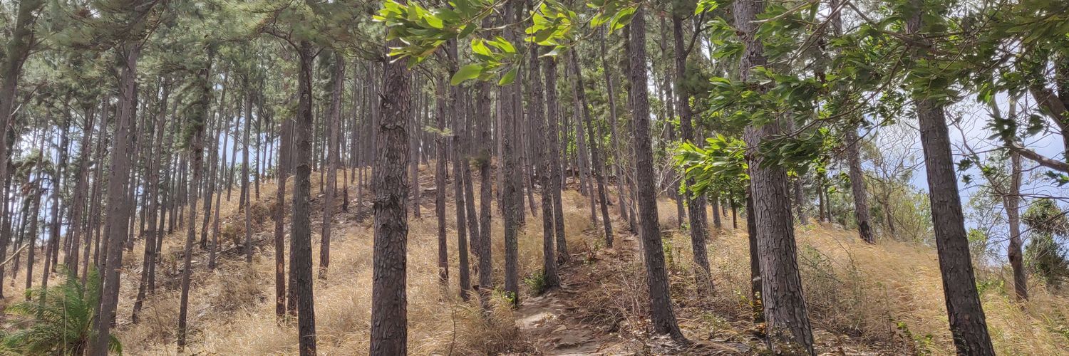 J sooks🇹🇹 banner