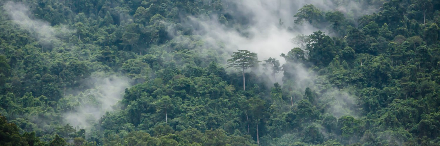 Heba Bedair, PhD banner