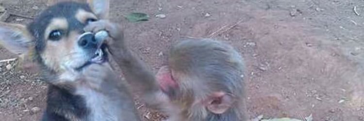 not alison jensen banner