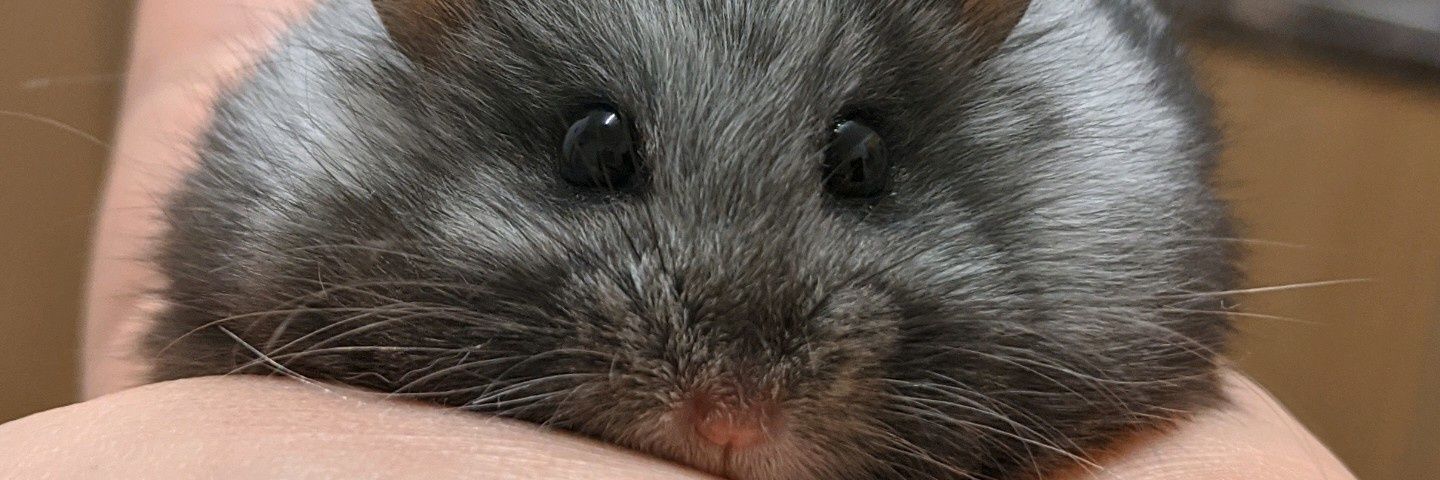 eszternikolettm's profile banner image
