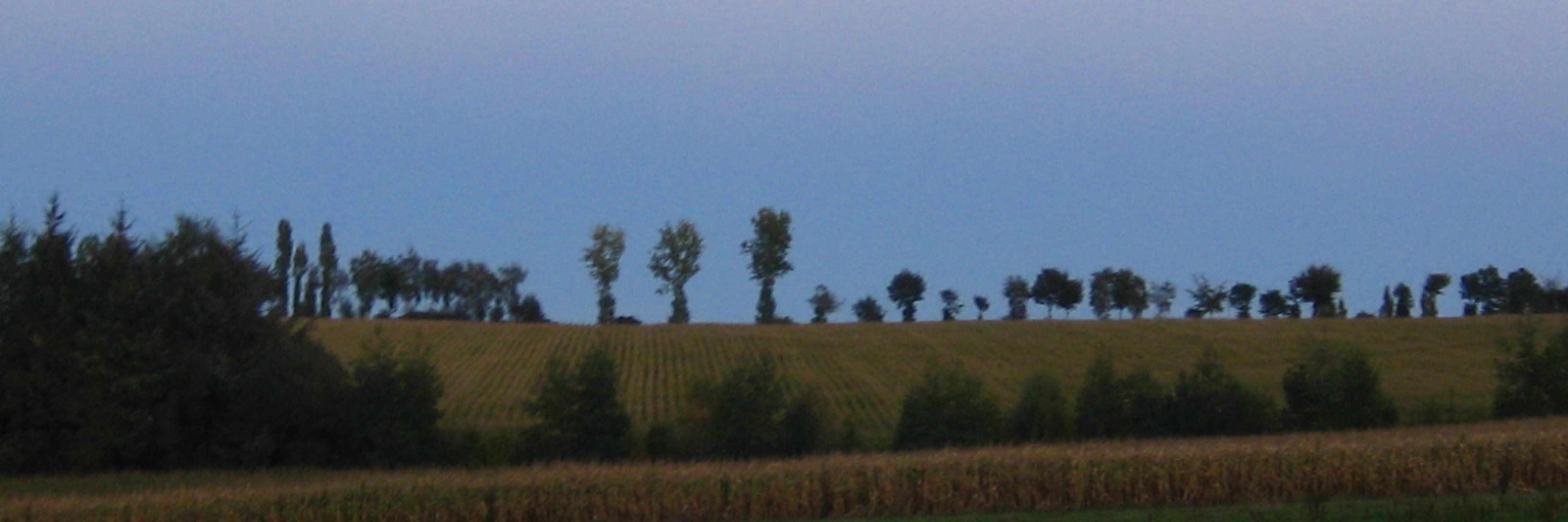 Nancy Hylden banner