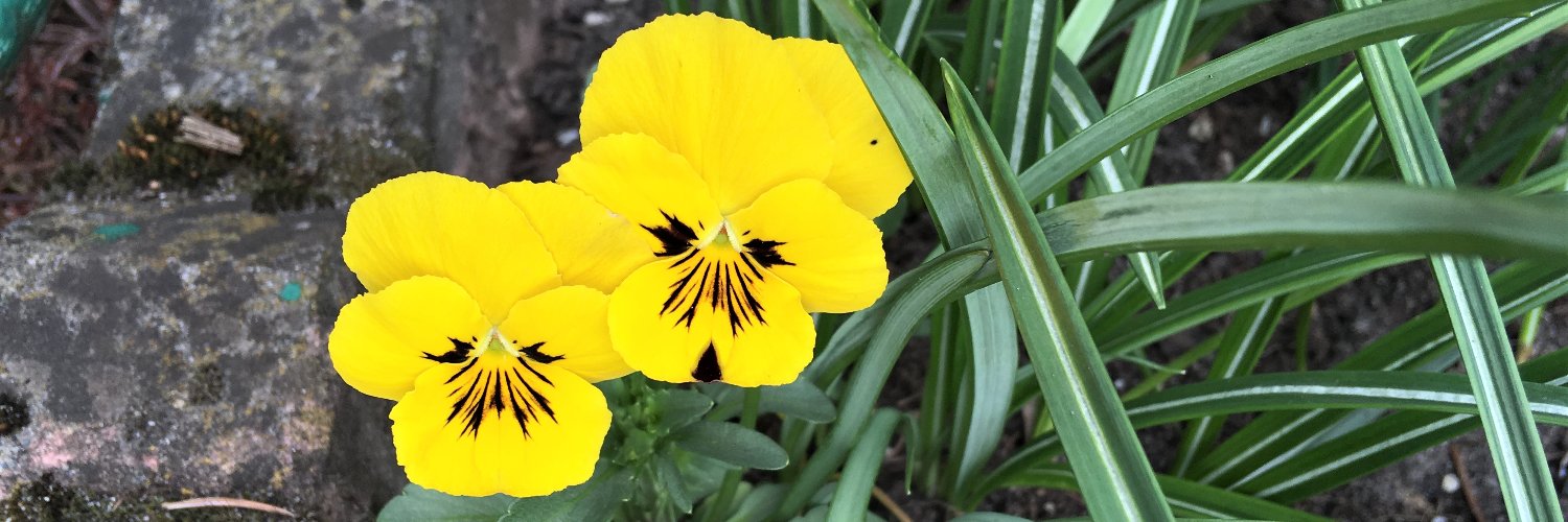 Halina Czerna #FBPE banner