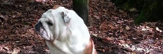DevalletElodie's profile banner image