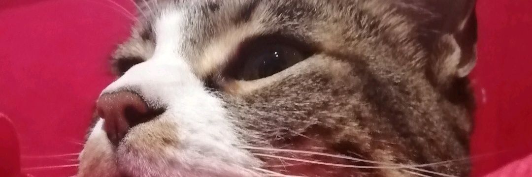 NicoleMyM's profile banner image
