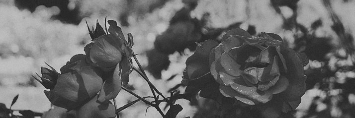 leenuar's profile banner image