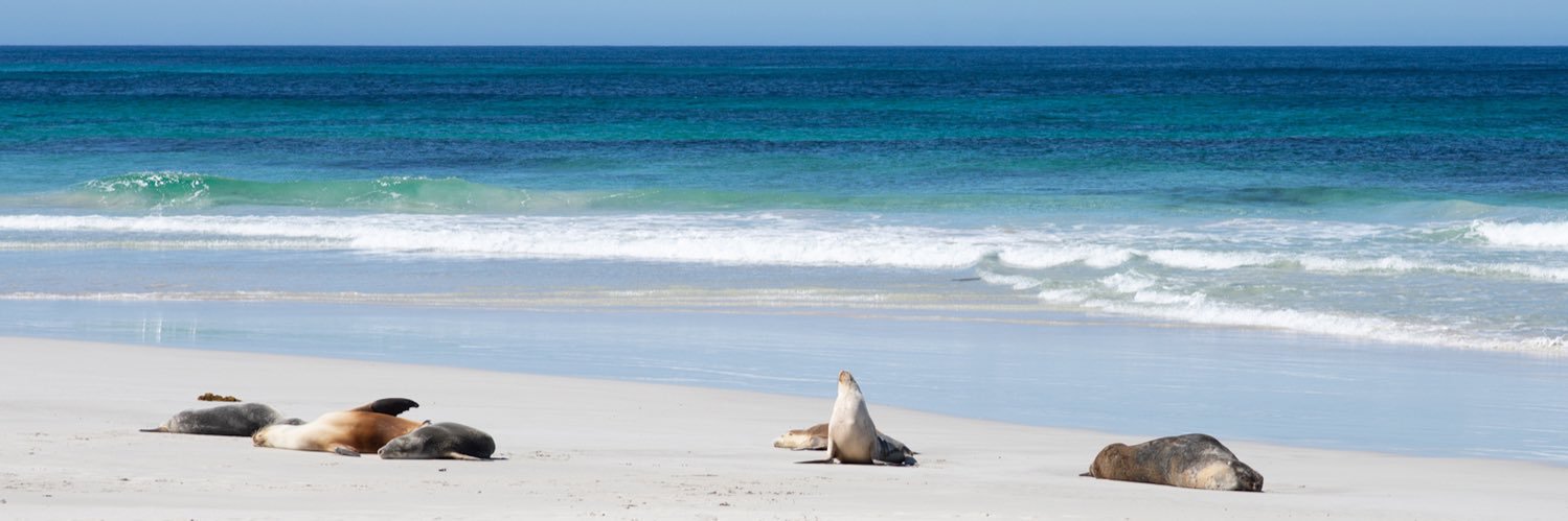 Exceptional Kangaroo Island banner