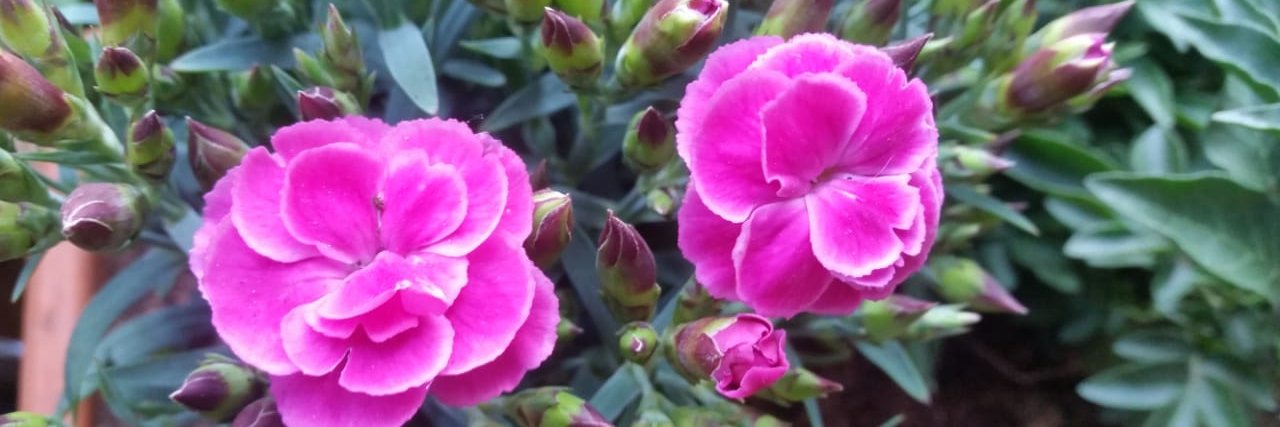 Holla die Waldfee banner