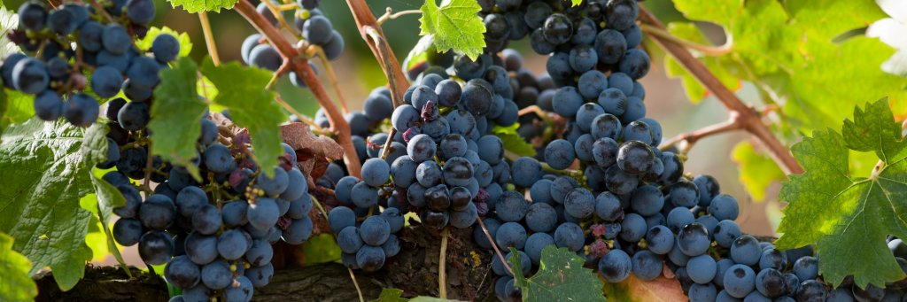 CortonaDoc's profile banner image