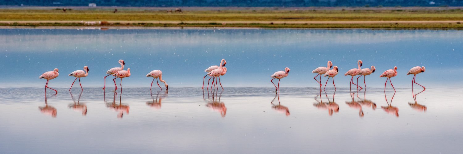 Birds_of_Kenya's banner