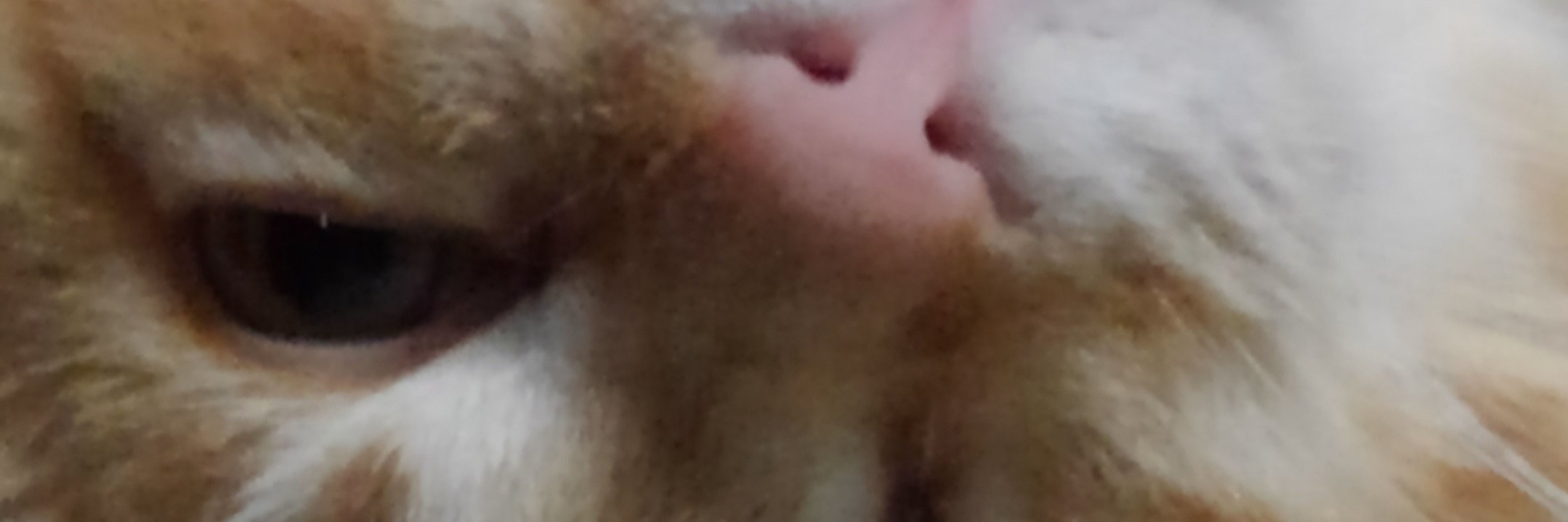 haycubeneko's profile banner image