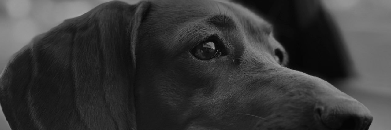 ddelrma's profile banner image