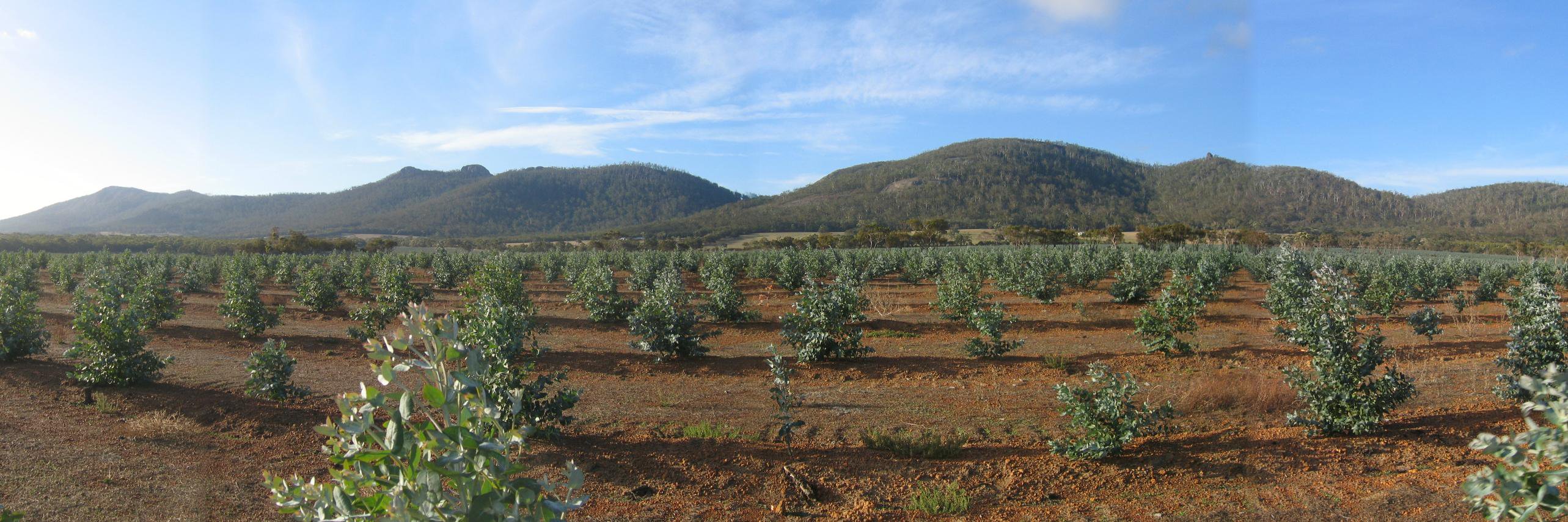 ARC Centre for Forest Value banner