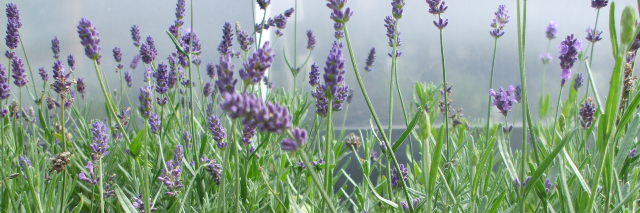 LavenderPinks's profile banner image