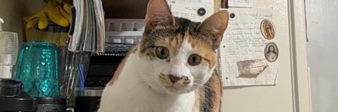 AngelRSoto's profile banner image