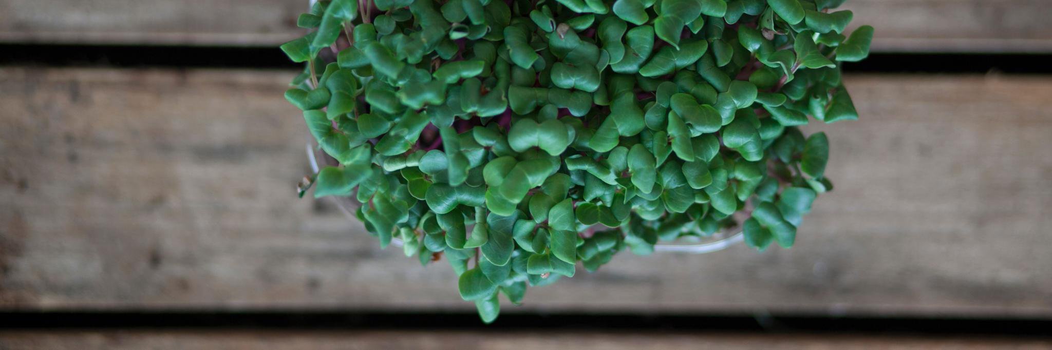 Absolūts ēd banner