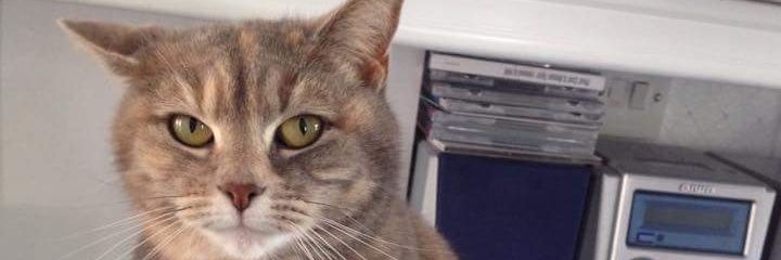 lpattersonsmit1's profile banner image