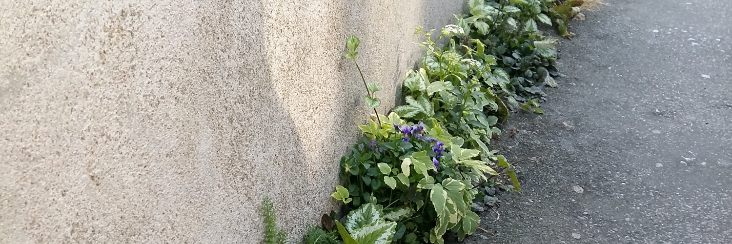 Coussin Caroline banner