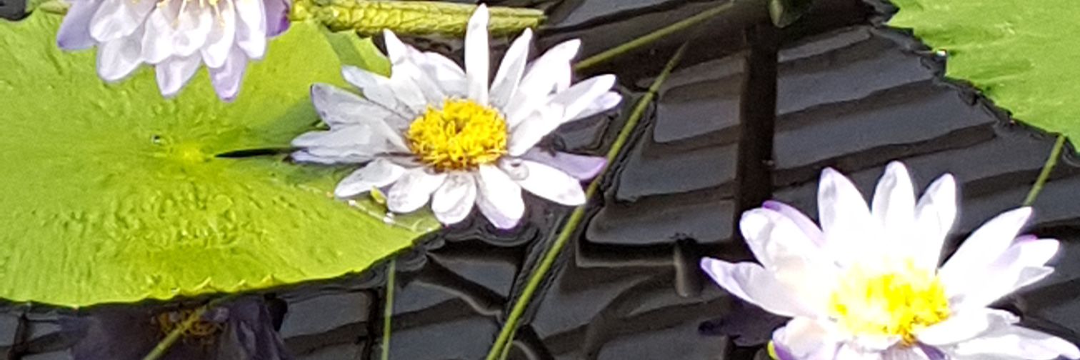 Roooothus banner