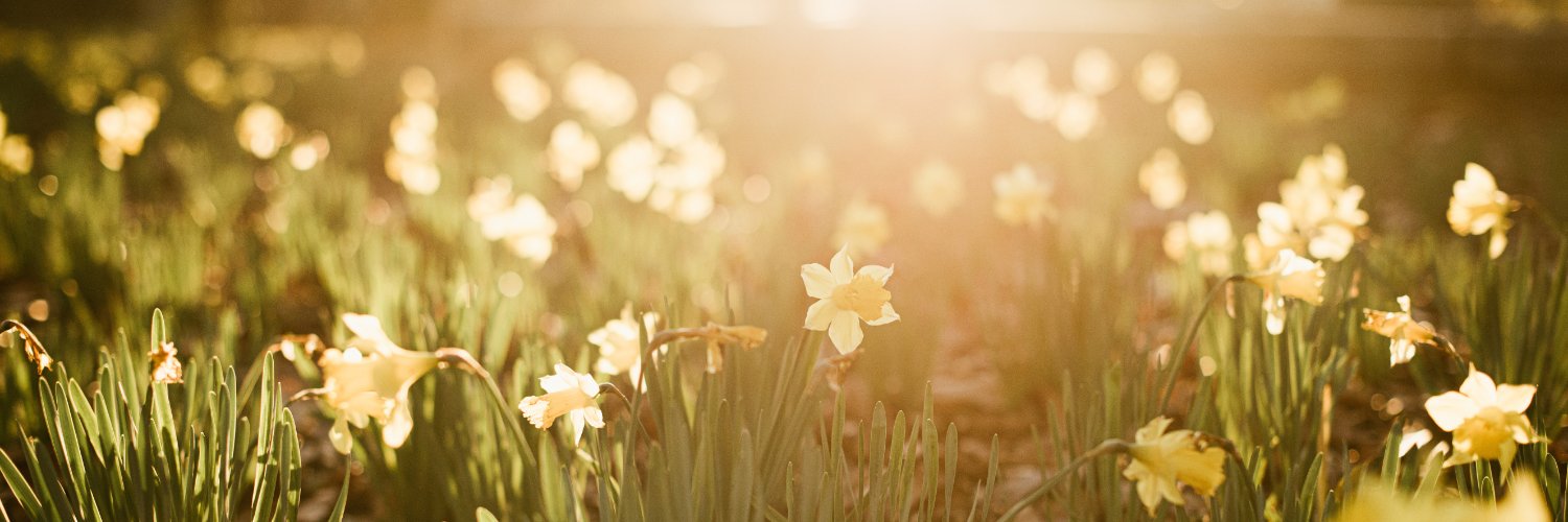 Welsh Government banner