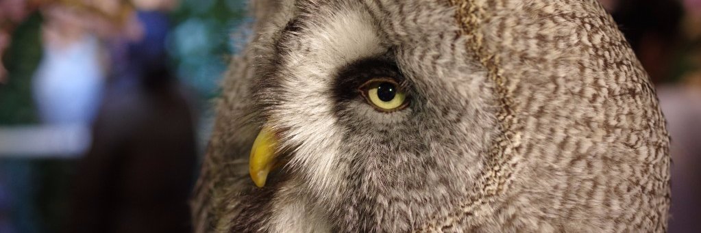 wingcloud's profile banner image