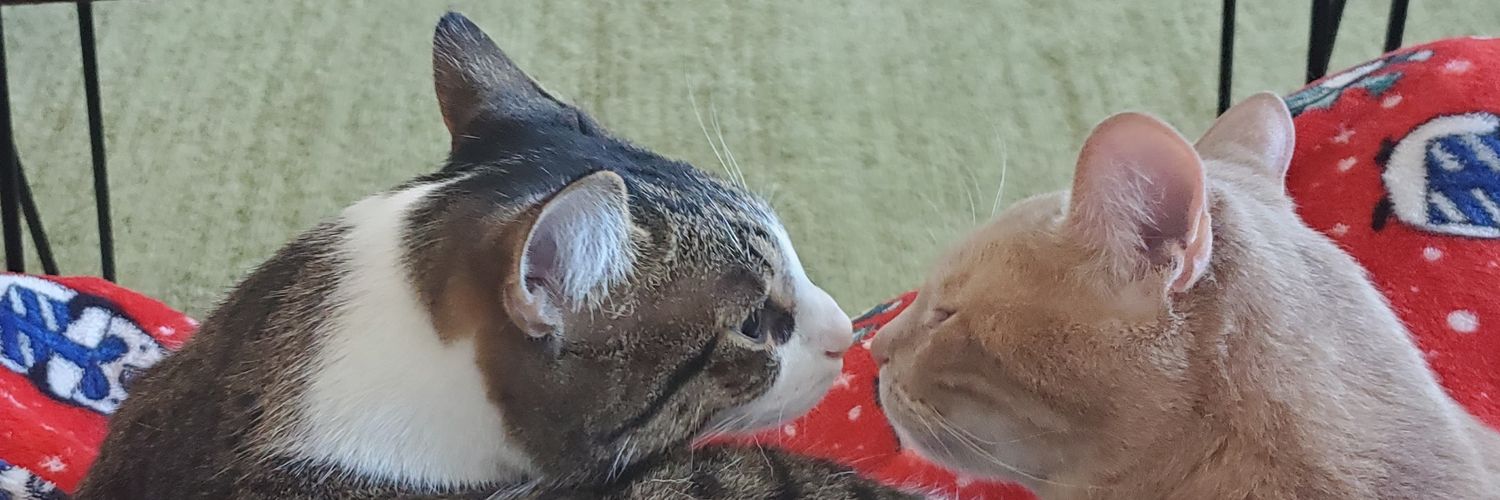 zoloft101's profile banner image