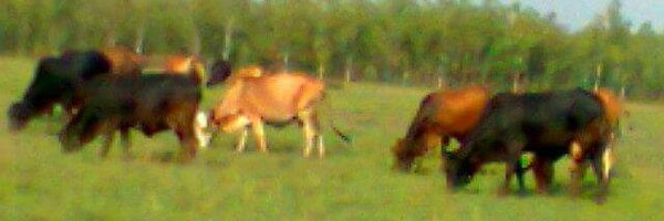 Njuguna Ngugi Profile Banner