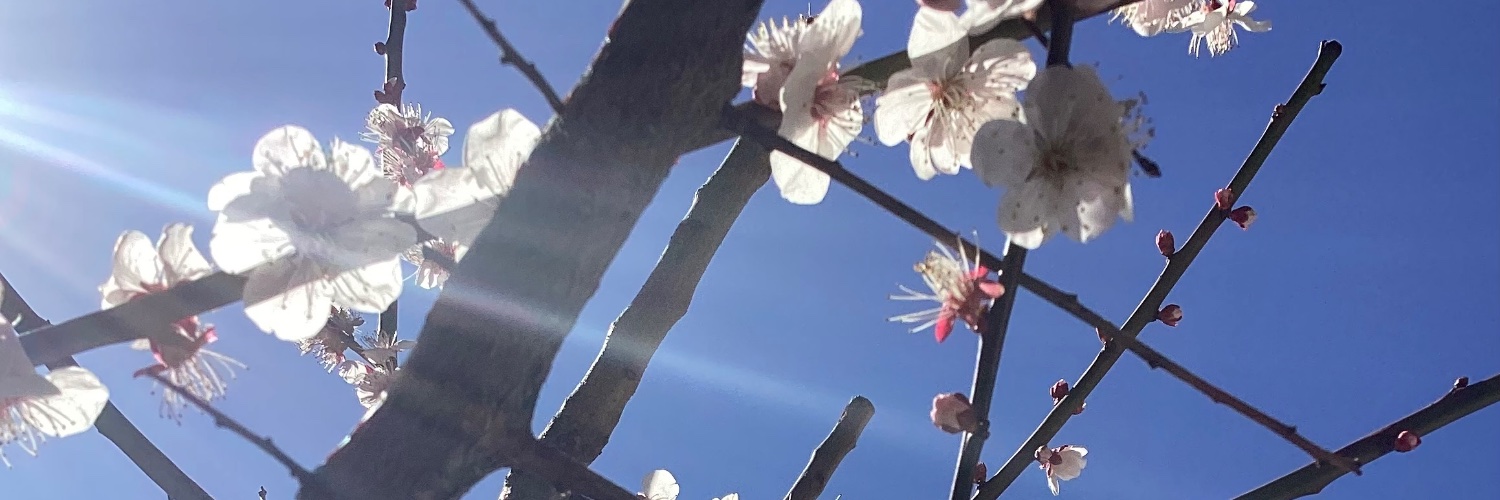 海しずく🐾日本国憲法は美しい banner