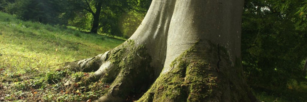 Matt Gray ⌨ banner