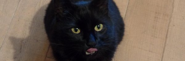 pammypig Profile Banner