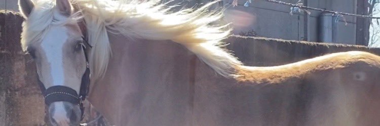 AngelbabyBlue's profile banner image
