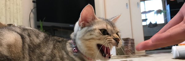 ZPsl0 Profile Banner